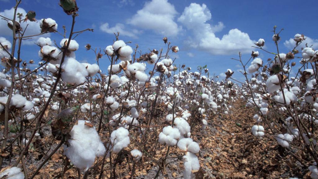 Tchad: les autorités suspendent la distribution de graines de coton importées