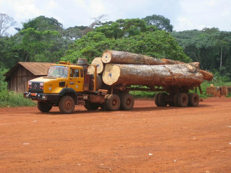 Cameroun : 73% bois vendu sur le marché intérieur domestique échappe au contrôle légal, selon la FAO