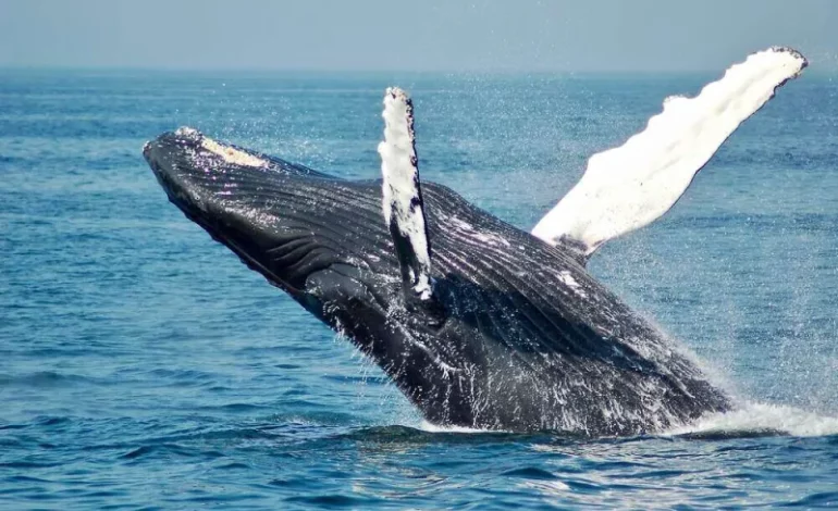 Why This Whale ‘Poop’ Is Called ‘Floating Gold’