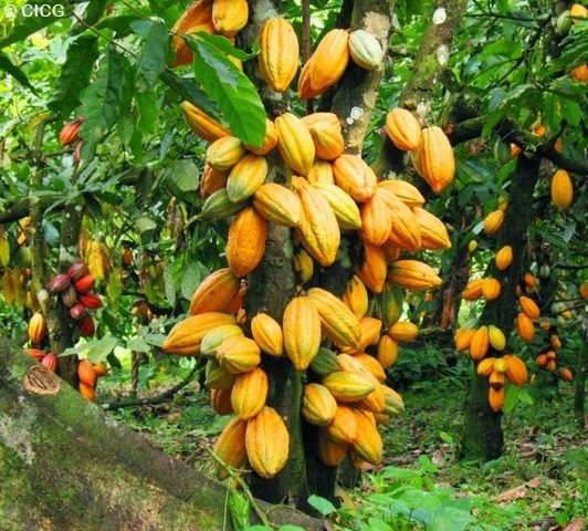 Côte d’Ivoire: conseil International du Cacao