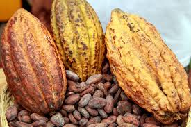 Cameroun : Valorisation du Cacao.