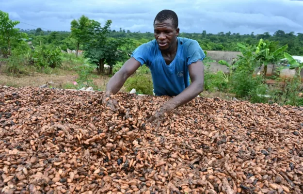 Economie : le prix de la tonne du cacao en chute libre